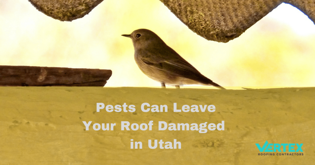 Pests Can Leave Your Roof Damaged in Utah